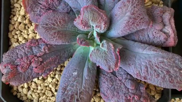 Las joyas de la corona смотреть онлайн