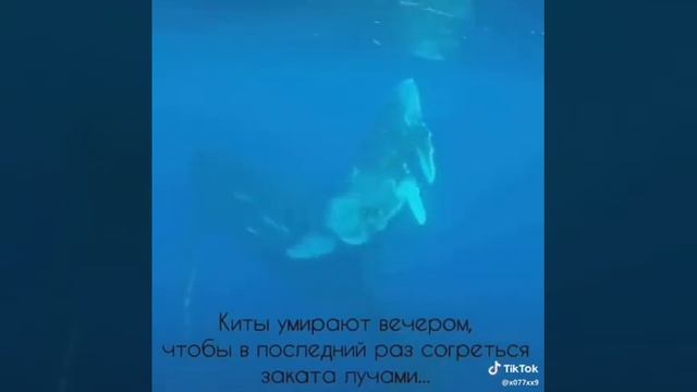 Вы видели как умирают киты???? смотреть онлайн