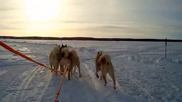 Гонки на собачьих упряжках г.Надым,упряжка из 4 собак смотреть онлайн