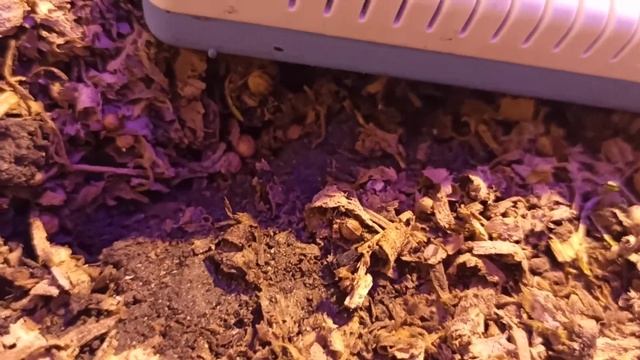 теплая грядка, стабильность параметров. смотреть онлайн