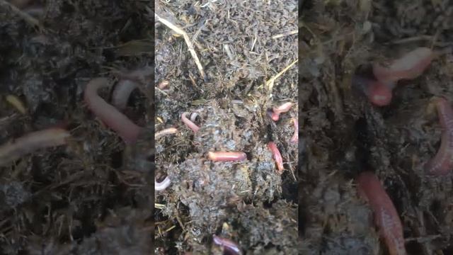 Свежий коровий навоз в биогумус. 8 сентября 2022 г. смотреть онлайн