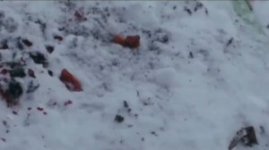 дорома///живучие цветы