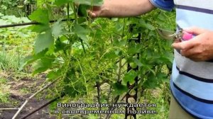 Посадка винограда на Урале весной