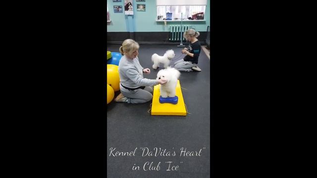 Занятие по фитнесу у бишонов, ноябрь 2019 г. смотреть онлайн