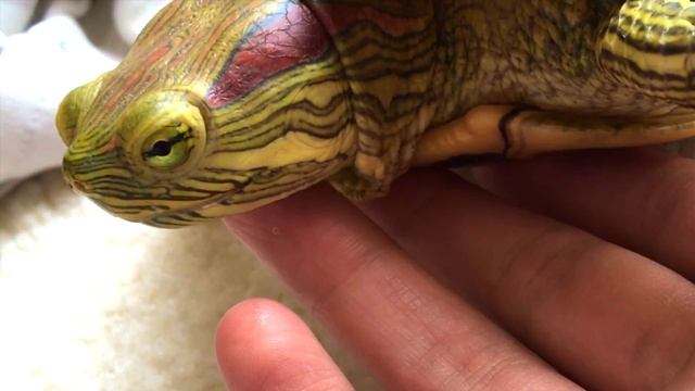 Turtle Adventures: GG Bites ME!? смотреть онлайн