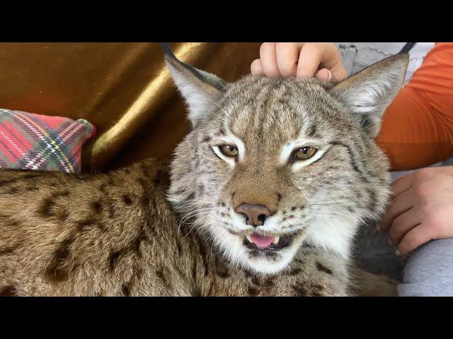 Рысь Марс и новогодние подарки