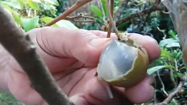Longan fruit - Diamond river Lengkeng - Dimocarpus longan - tropical fruit смотреть онлайн
