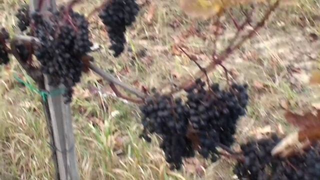 DUNAJ v STREKOVE смотреть онлайн