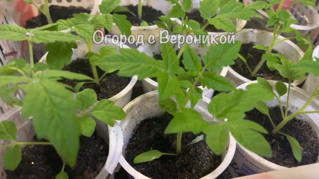 Вы Просто Обязаны Посадить Эти Томаты, Не Боятся Холодов, Очень Урожайные, Устойчивы к Болезням смотреть онлайн