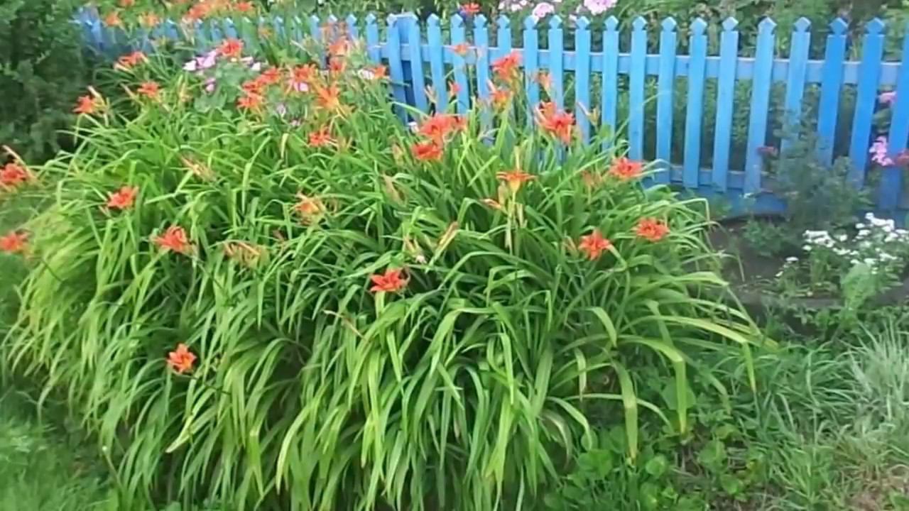 Флоксы, Лилейники и Декоративная Трава - Выращивание и Уход за Многолетниками на Своем Участке. смотреть онлайн