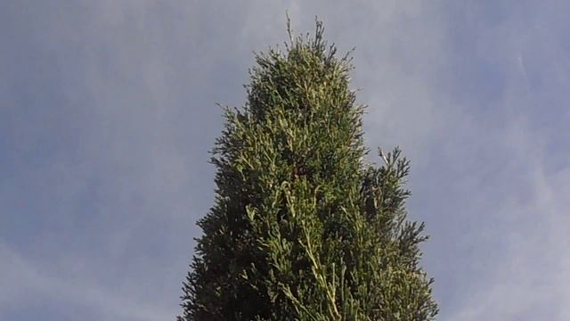 CIPRÉS: Cupressus sempervirens (www.riomoros.com) смотреть онлайн