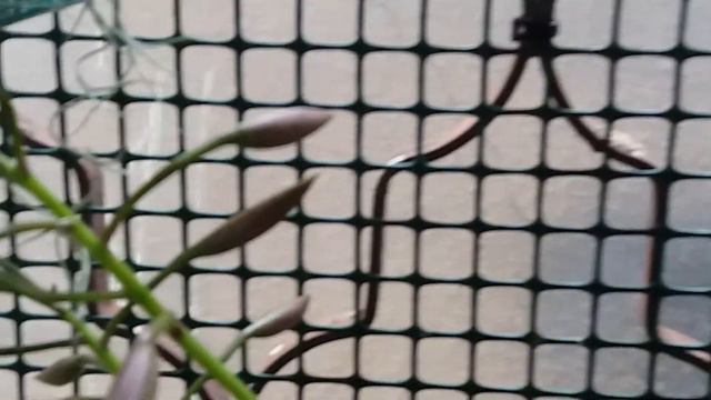 Распустилась каттлея-лелия. 😍 смотреть онлайн