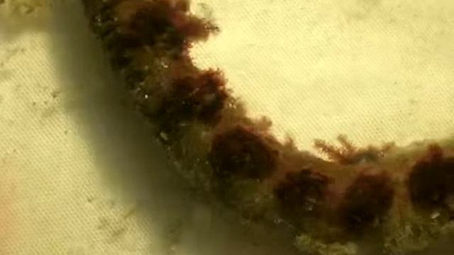 lug worm gill area (arenicola Marina) Time lapse1554 смотреть онлайн