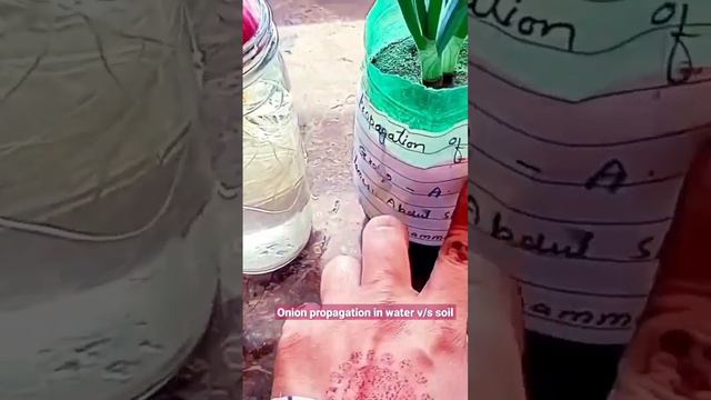 Onion propagation in water V/S soil смотреть онлайн