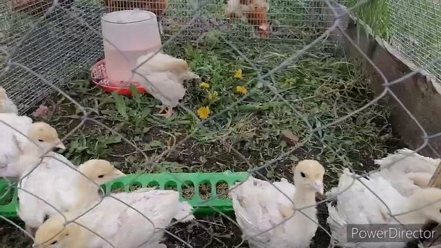 12 мая. Наш птичий двор смотреть онлайн