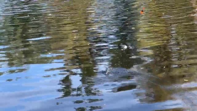 Рыбалка р.Полисть. Май 2020. Ловля на одну удочку. смотреть онлайн