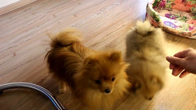 Дрессировка щенка шпица. Обучаем померанского шпица команде СИДЕТЬ смотреть онлайн