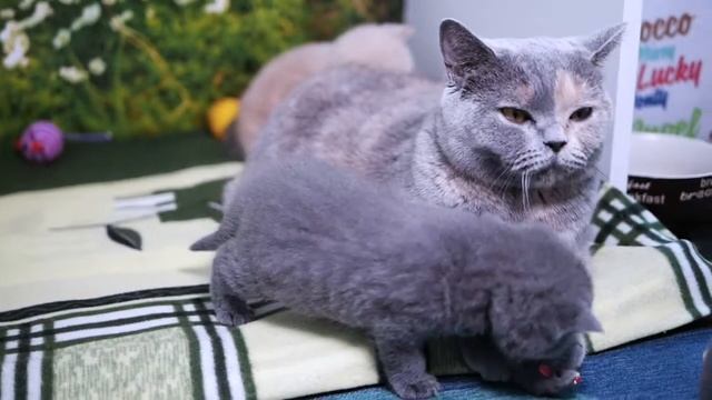 Британские котята в возрасте 1 месяц, Litter-I2 смотреть онлайн