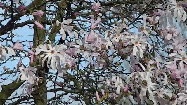 Magnolia Stellata Rosea
