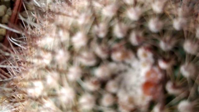 Коллекция кактусов с цветущими+... Обзор от 8 апреля... смотреть онлайн