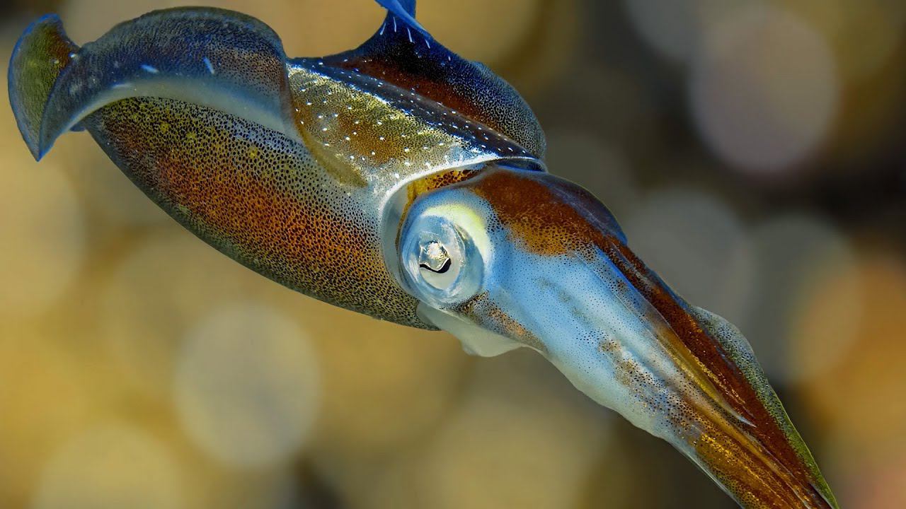 7.3. Головоногие моллюски смотреть онлайн