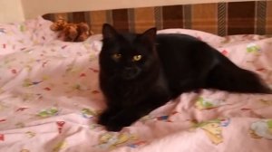 10 пород черных кошек: необычные факты, обзор и цены