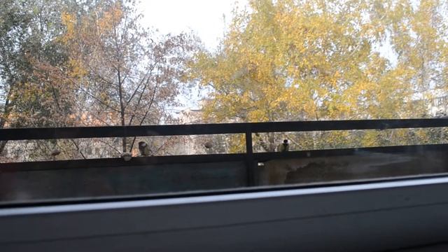 Как сделать простую кормушку для птичек на балконе. Наблюдаем за синичками. смотреть онлайн