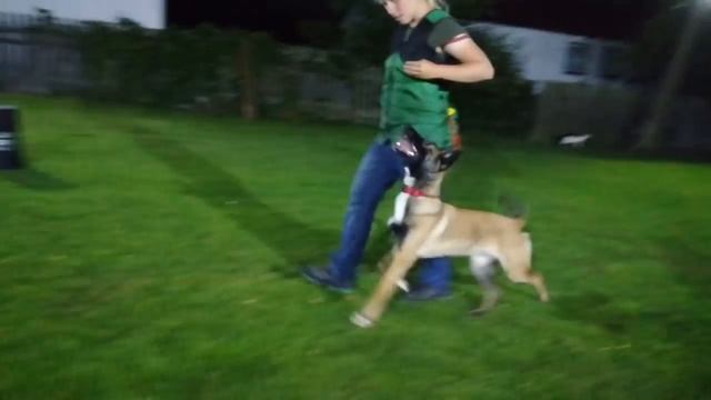 IQ Killing Machine 6-10 months old - heelwork смотреть онлайн