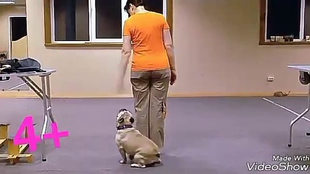 Плюсы и минусы завести собаку.