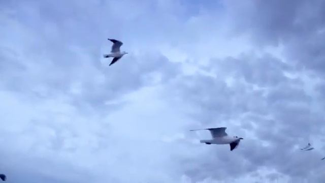 Ох, уж этот Севастопольский морской Победный вальс! смотреть онлайн