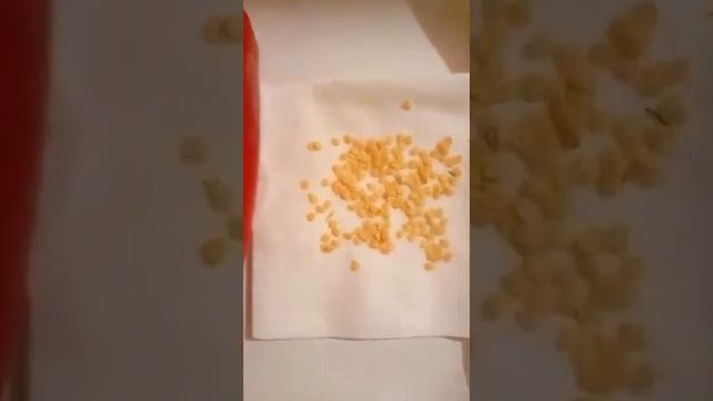 Эксперимент! Посажу на подоконнике Перец Маркони Красный, купленный в магазине! смотреть онлайн
