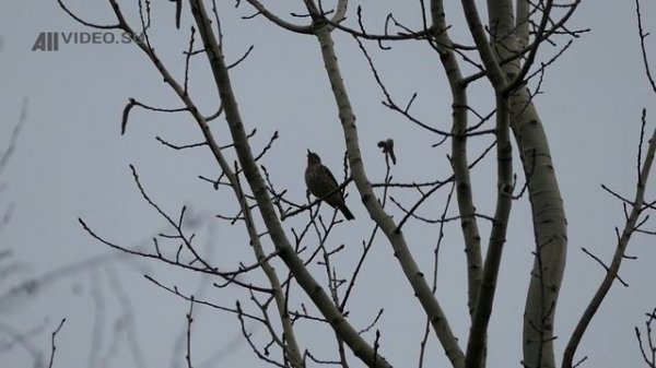 Как поет певчий дрозд. Голоса птиц. AllVideo.