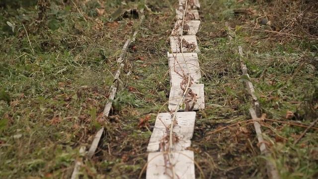 Как правильно укрыть виноград на зиму смотреть онлайн