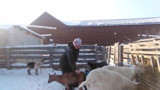 Весёлое подворье Сибирячки. Коты дерутся, козы пинаются, утро прошло не зря! смотреть онлайн