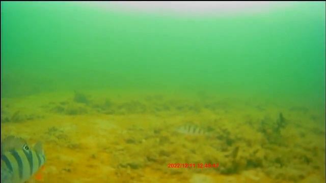 Подводная камера Erchang смотреть онлайн