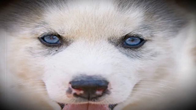 Хаски принесли на усыпление. Когда хозяйка озвучила причину, ветеринар со злости выгнал ее за дверь смотреть онлайн