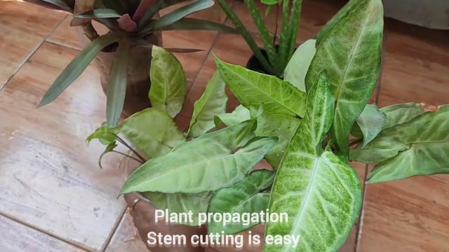 lovely🪴#Syngonium Plant/Arrowhead plant|#airpurifier plant#indoor plant|#telugu voice|#plants#garde смотреть онлайн