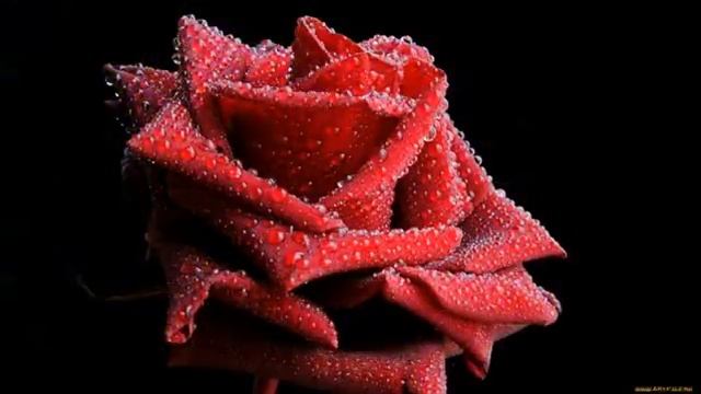 ПРЕКРАСНЫЕ НЕЖНЫЕ РОЗЫ В КАПЕЛЬКАХ РОСЫ смотреть онлайн