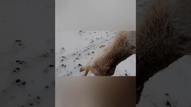 Охота на Зайца 10.01.2020г (супер кадры , Гончак догнал раненого зайца) смотреть онлайн
