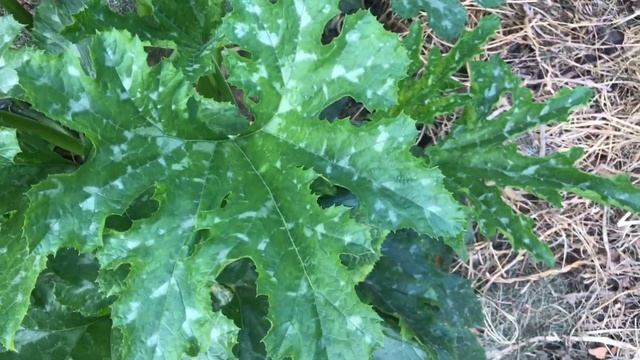 Сорта кабачков которые я выращиваю / сезон 2019 смотреть онлайн