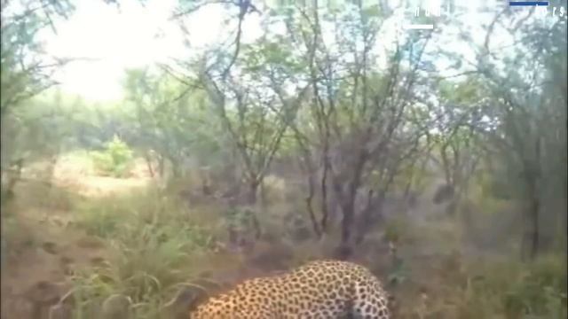 Zero distance between lion, leopard, wild boar, hippo, buffalo and hunter Part 6 смотреть онлайн