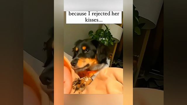 Смешное и не очень #1| #dog #pet #funny #funnyvideos #haha #cute #funnyanimals #fyp #animals #fail