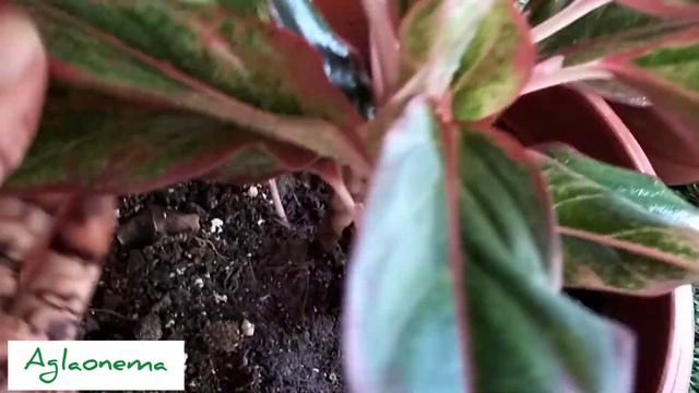 Aglaonema Flower & Care🪴 смотреть онлайн