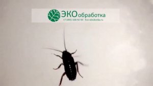 Как узнать если в доме тараканы  УЖАС ТАРАКАНЫ!