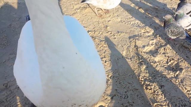 Невероятно Польские Дикие Животные Доверяют Людям Incredibly Polish Wild Animals Trust People смотреть онлайн