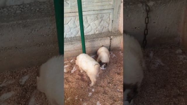 Щенки алабая 44дня смотреть онлайн