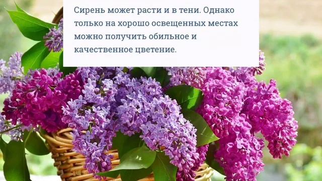 сирень уход полив грунт подкормки