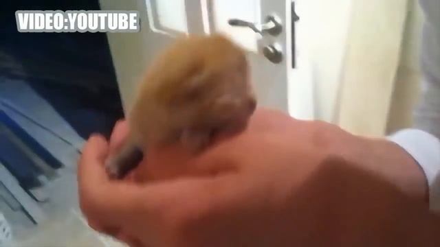 Котята мяуканье -это кошек мяуканье. Сборник [NEW HD]