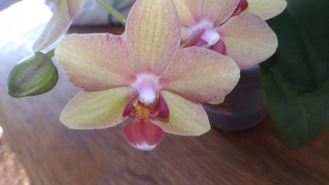 Phalaenopsis petites fleurs orange et rose (peu commun) смотреть онлайн