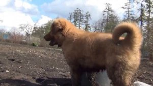 Монгольская овчарка-банхар. Питомник "Монголдог". Рыжик Шаравтар.